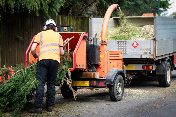 Best Tree Care Services  in Eldorado At Santa Fe, NM